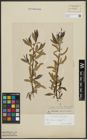 Foto von Salix alba L. x Salix fragilis L.